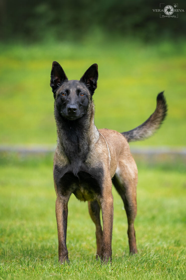 malinois_girl_Diva.jpg